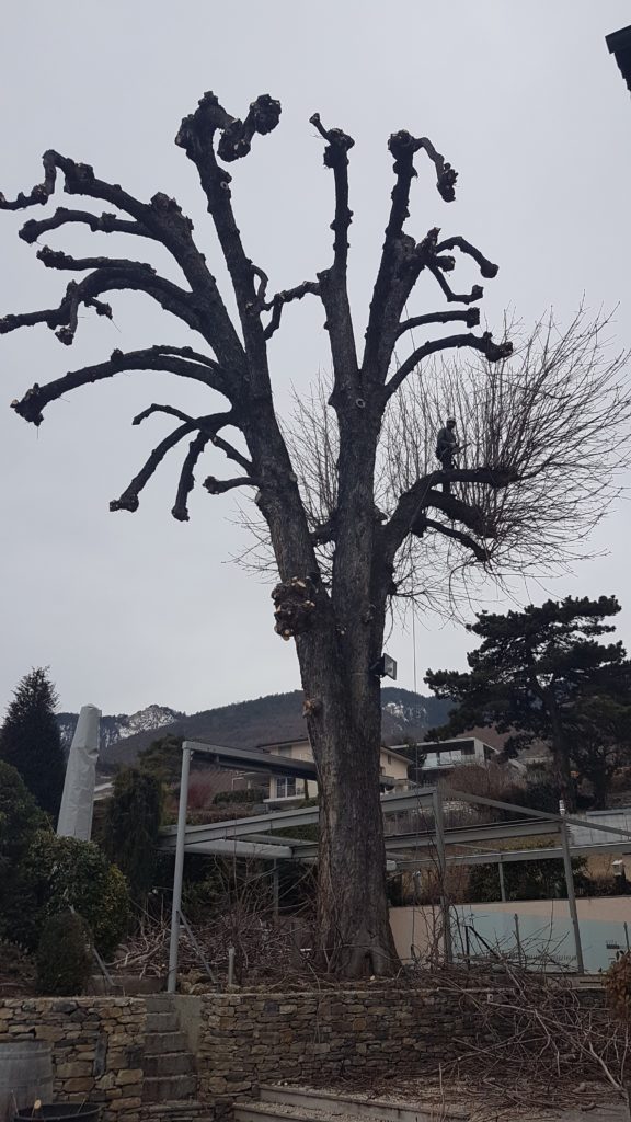 20190207 145035 scaled